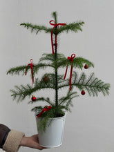 Загрузить изображение в средство просмотра галереи, 🎄Araucaria plants in a bucket, decorated with red velvet ribbons and Bubbles.
