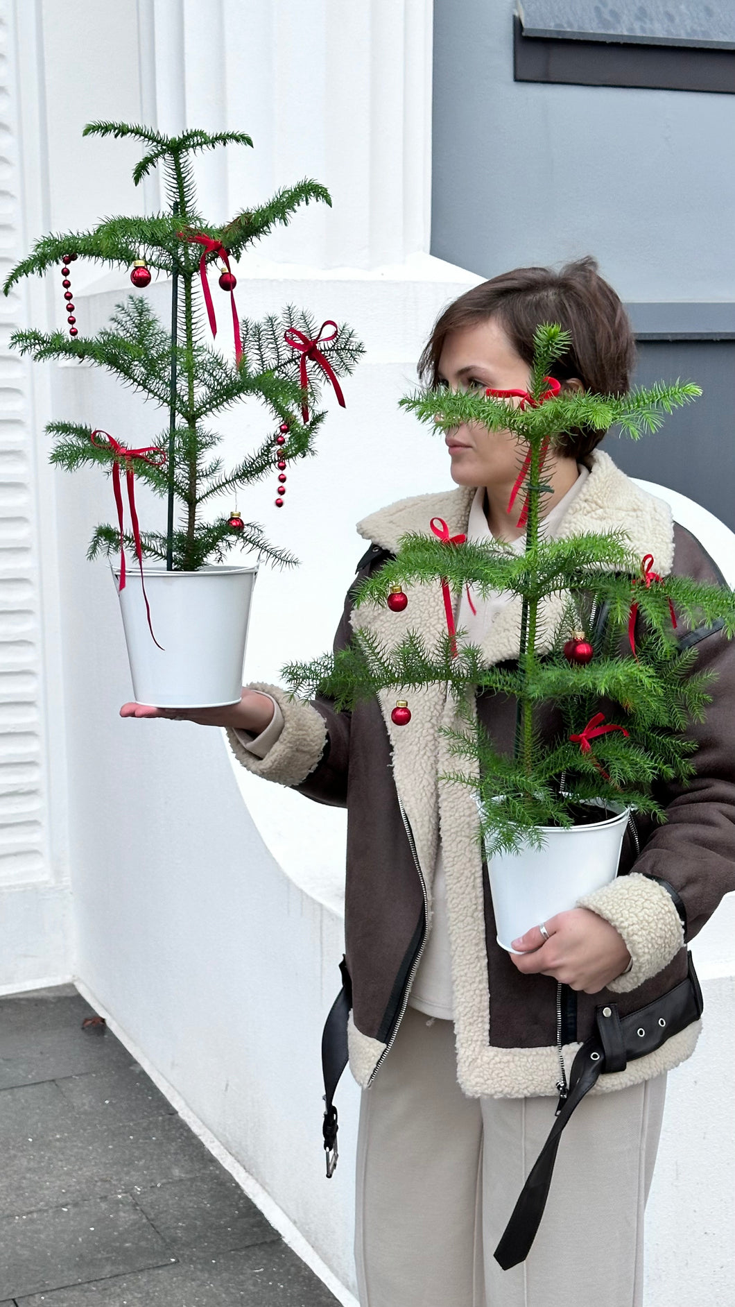 🎄Araucaria plants in a bucket, decorated with red velvet ribbons and Bubbles.