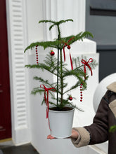 Загрузить изображение в средство просмотра галереи, 🎄Araucaria plants in a bucket, decorated with red velvet ribbons and Bubbles.
